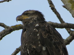 Haliaeetus leucocephalus