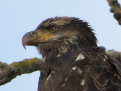 Haliaeetus leucocephalus