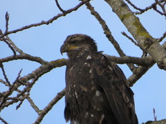Haliaeetus leucocephalus