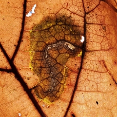 Stigmella saginella