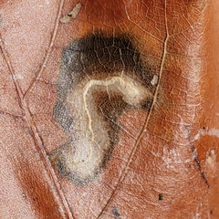 Stigmella saginella