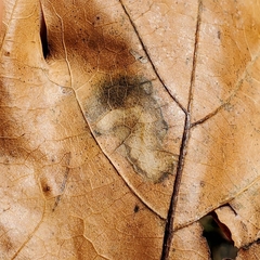 Stigmella saginella