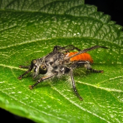 Andrenosomatini