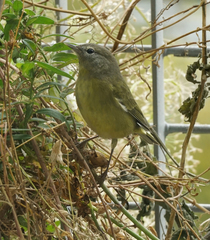 Leiothlypis celata
