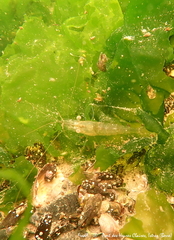 Palaemon adspersus