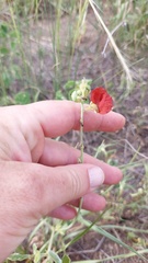 Macroptilium bracteatum