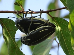 Sternocera interrupta interrupta