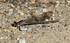 Argia vivida