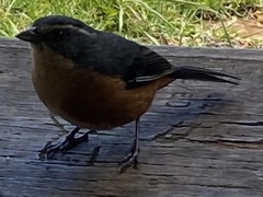 Microspingus lateralis