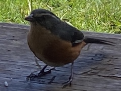 Microspingus lateralis