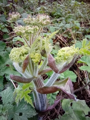 Heracleum sphondylium