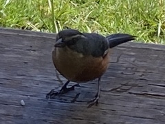 Microspingus lateralis