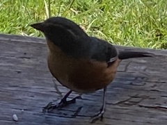 Microspingus lateralis