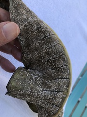 Coleosporium plumeriae