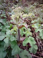 Heracleum sphondylium