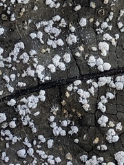 Coleosporium plumeriae