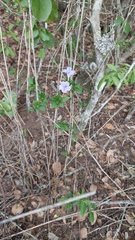 Ruellia erythropus