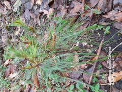 Pinus montezumae