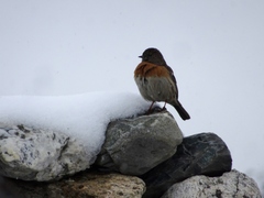 Prunella rubeculoides