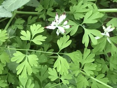 Fumaria parviflora