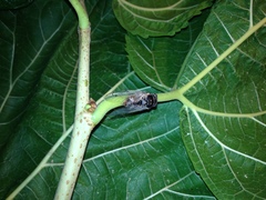 Cicadatra atra hyalinata