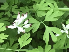 Fumaria parviflora