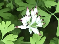 Fumaria parviflora