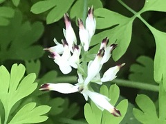 Fumaria parviflora