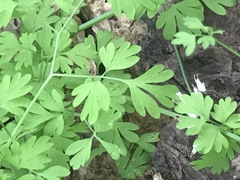 Fumaria parviflora