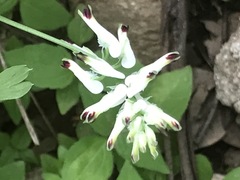 Fumaria parviflora