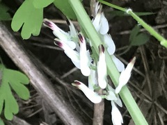 Fumaria parviflora