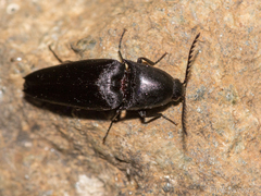 Elaterini