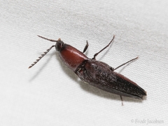 Parallelostethus attenuatus