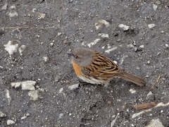 Prunella rubeculoides