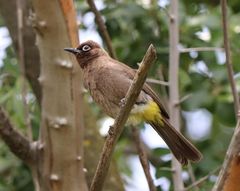 Pycnonotus xanthopygos