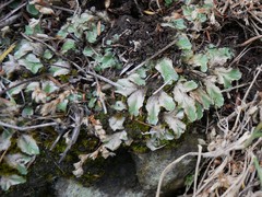 Riccia spongiosula