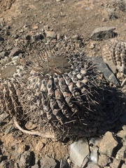 Copiapoa cinerea