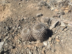 Copiapoa cinerea