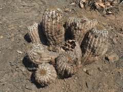 Copiapoa gigantea