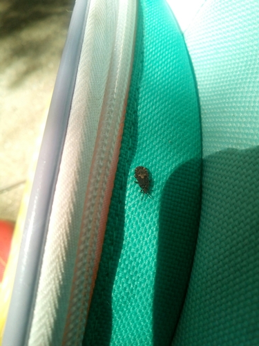 Aradidae