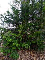 Taxus baccata