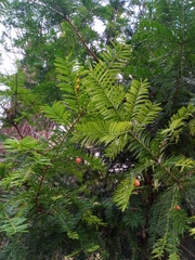 Taxus baccata