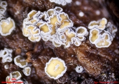 Proliferodiscus pulveraceus