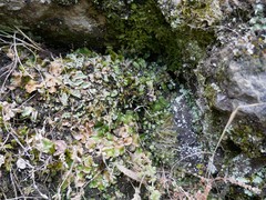 Riccia spongiosula