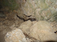 Vipera latastei