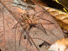 Heteropoda amphora