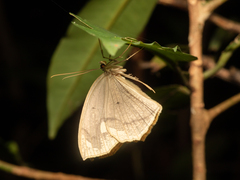 Pareumelea eugeniata
