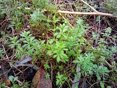 Galium aparine
