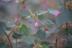 Thomasia grandiflora