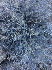 Eriogonum fasciculatum polifolium